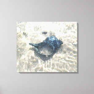 Toile Coquille de mer noire