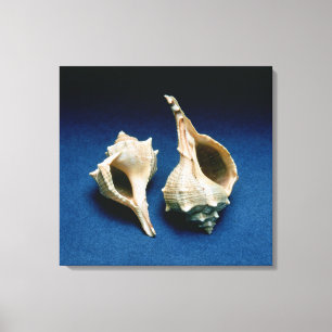 Toile Coquille de Murex