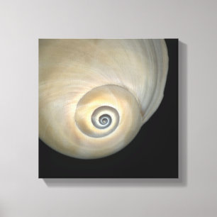 Toile Coquille de Naticid