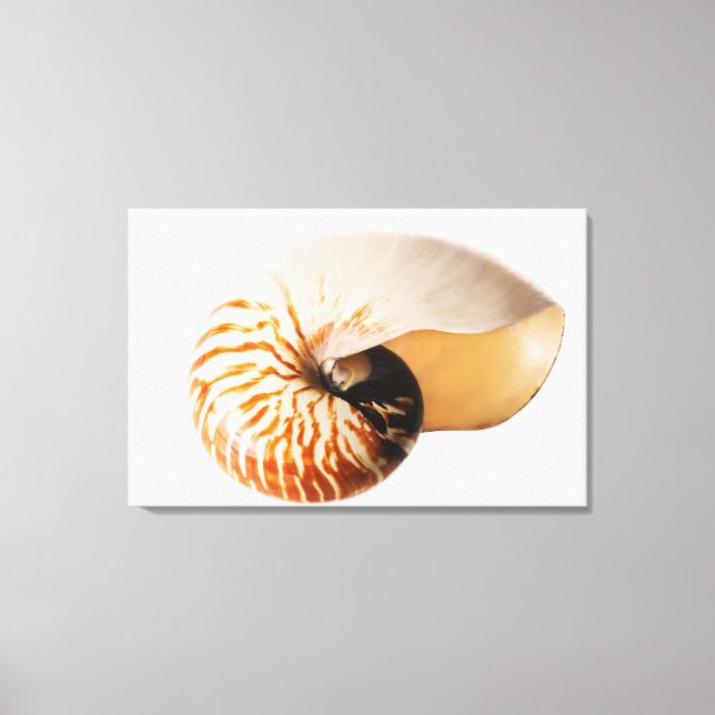 Toile Coquille de Nautilus (Nautilus stenomphalus) (Recto)