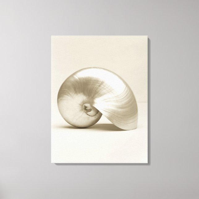 Toile Coquille marine de nausolée perlée (Recto)