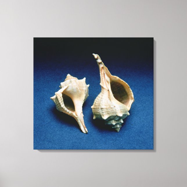 Toile Coquille murex (Recto)
