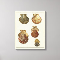 Coquilles antiques craquelées