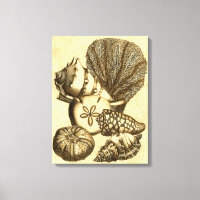 Coquilles neutres et collection de corail