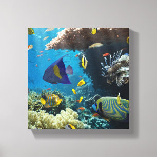 Toile Corail et poissons en Mer Rouge, Egypte