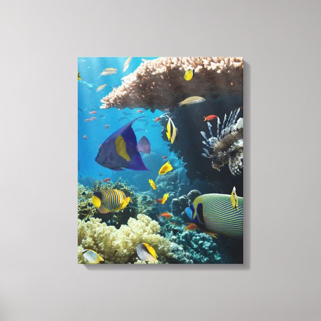Toile Corail et poissons en Mer Rouge, Egypte (Recto)