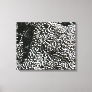 Toile Corail noir et blanc I Photo de nature abstraite