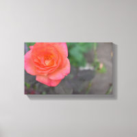 Corail rose Rose Nature Photographie Plante