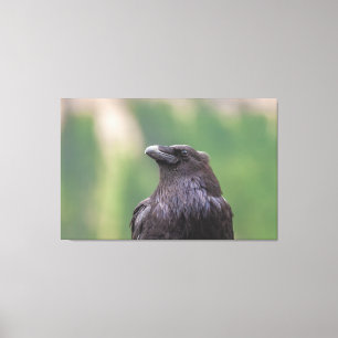 Toile Corbeau
