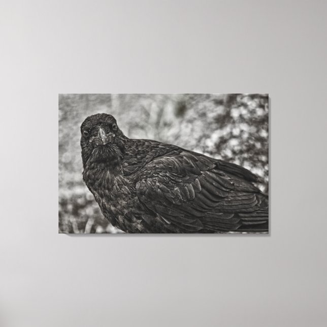 Toile Corbeau P9239 (Recto)