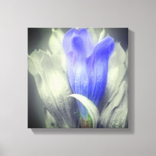 Toile Couleur partielle gentienne bleue
