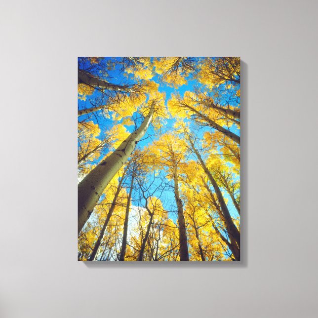 Toile Couleurs d'automne des arbres d'Aspen 2 (Recto)