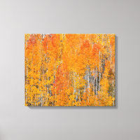 Couleurs d'automne sur Aspen Groves