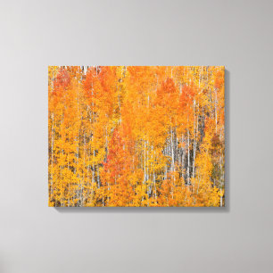 Toile Couleurs d'automne sur Aspen Groves
