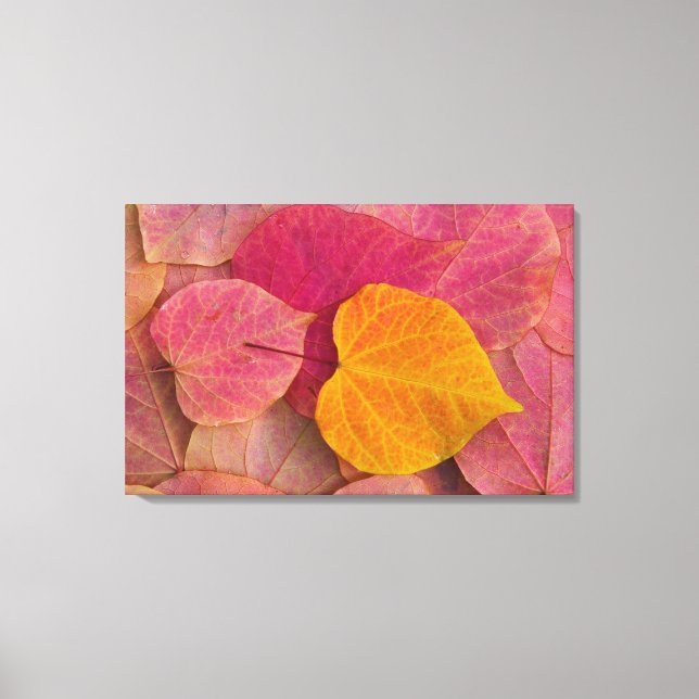 Toile Couleurs d'automne sur feuilles tombées de Forest  (Recto)