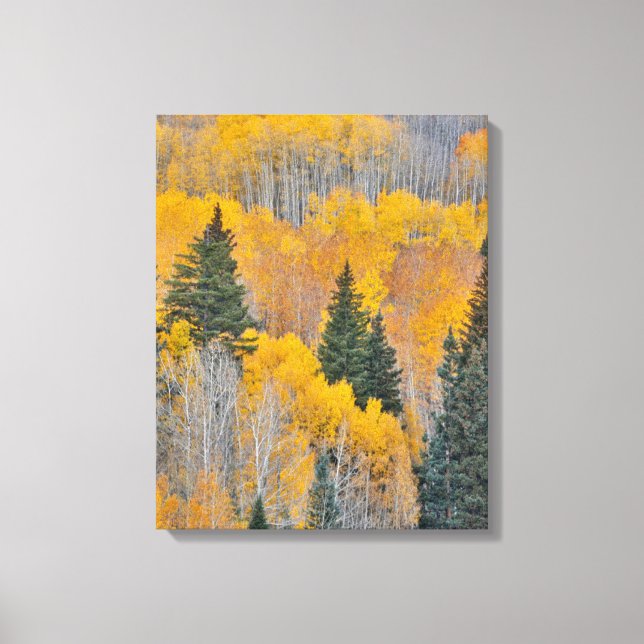 Toile Couleurs d'automne sur les bosquets de trembles (Recto)