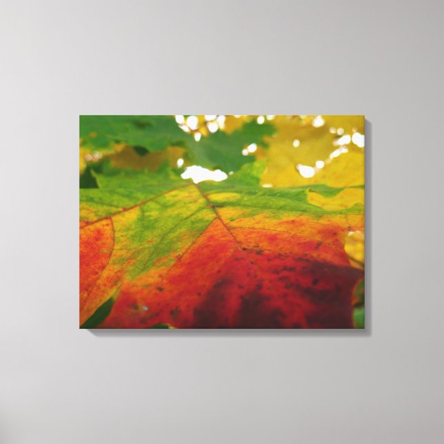 Toile Couleurs de la feuille d'érable Photographie de la (Recto)