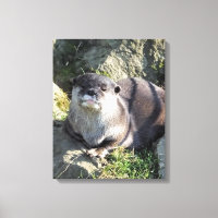 COUPER OTTER