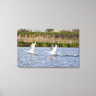 Toile Couple de cygnes de la toundra décolle pour