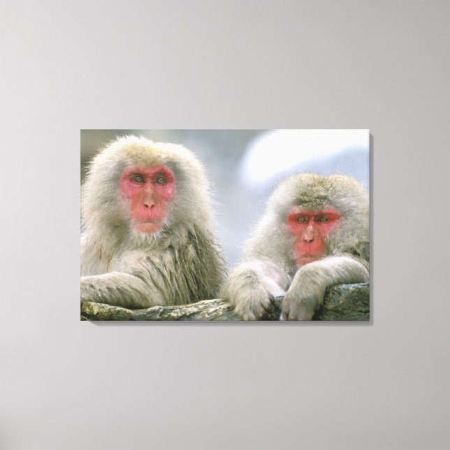 Toile Couple de singes des neiges, Macaque japonais, (Recto)