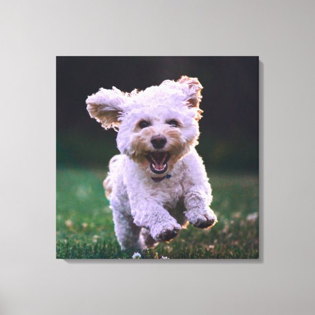 Toile Courir un chien blanc de caniche mignon chien (Recto)