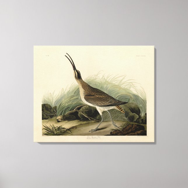 Toile Courlis des Grands Esquimaux (Hudsonian) Audubon B (Recto)