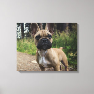 Toile Coussin décoratif Bouledogue français