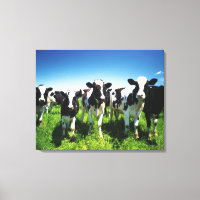 Cows in the field, Betsukai town, Hokkaido