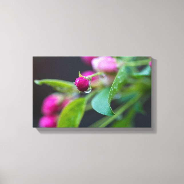 Toile Crabapper Blossum (Recto)