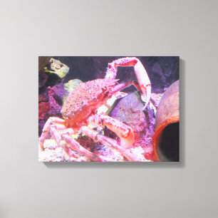 Toile Crabe araignée