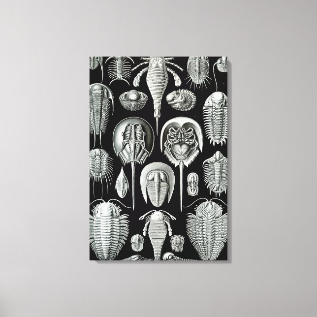 Toile Crabes Ernst Haeckel Aspidonia (Recto)