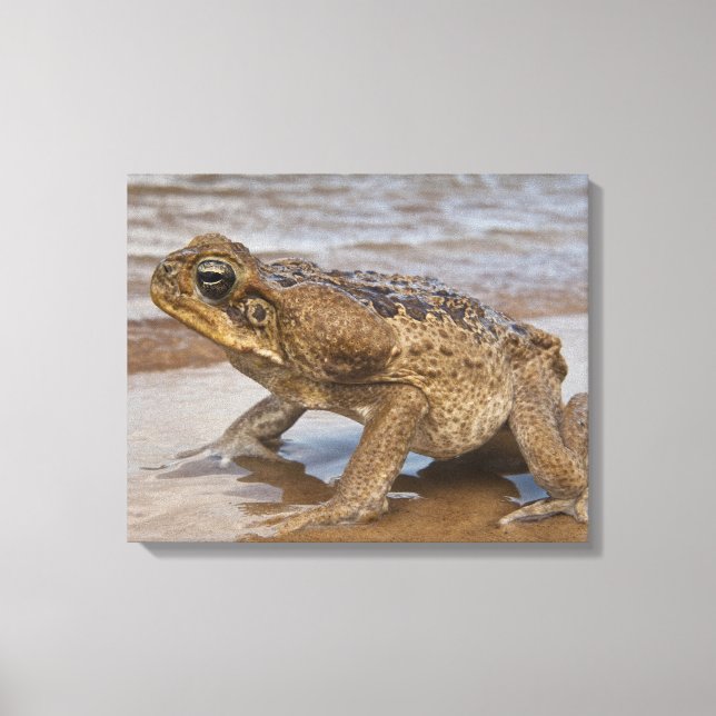 Toile Crain crapaud Rhinella marina, précédemment Bufo (Recto)