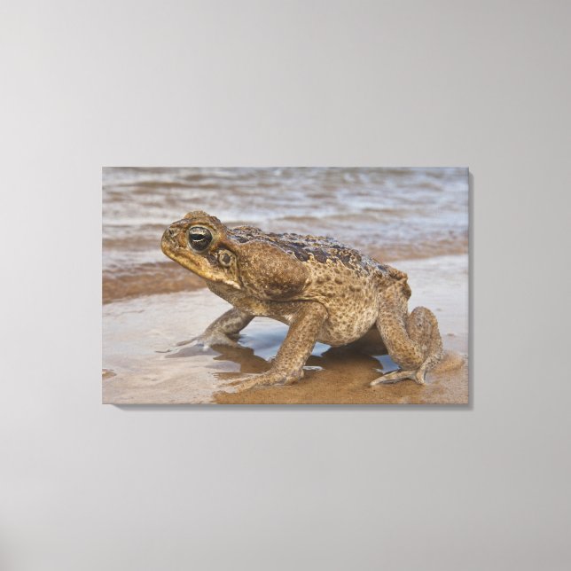 Toile Crain crapaud Rhinella marina, précédemment Bufo (Recto)