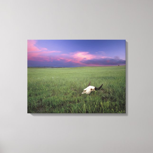 Toile Crâne de buffle dans l'herbe de la prairie près de (Recto)