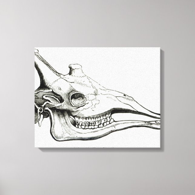 Toile Crâne d'une girafe (Recto)