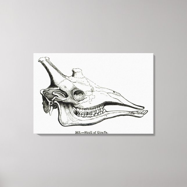 Toile Crâne d'une girafe (Recto)