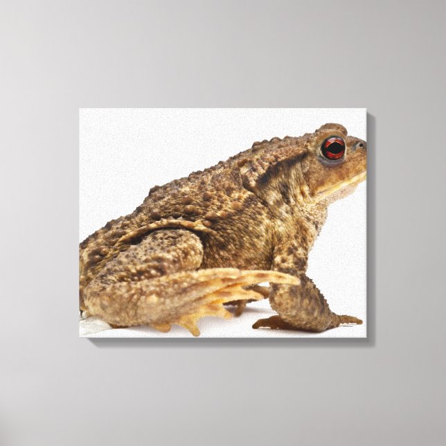 Toile Crapaud commun ou crapaud européen (Bufo bufo) pis (Recto)