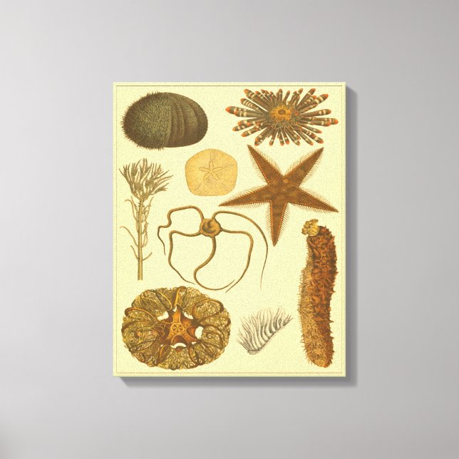 Toile Créatures sous-marines (Recto)