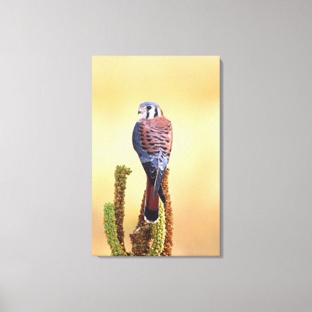 Toile Crécerelle américaine, Falco sparverius, Originair (Recto)