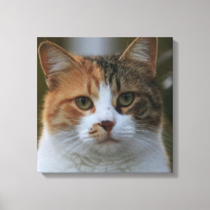 Toile Créez Votre Propre Photo de Chat Personnalisée