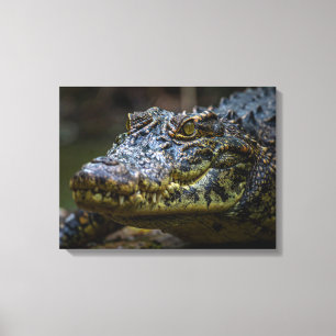 Toile Crocodile