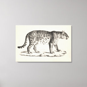 Toile Croquis Brodtmann Leopard