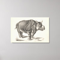 Croquis Brodtmann Rhinoceros
