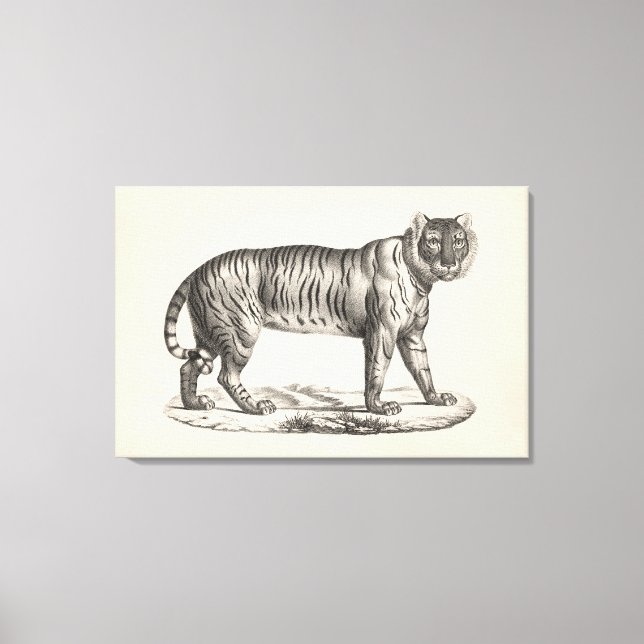 Toile Croquis Brodtmann Tiger (Recto)