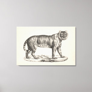 Toile Croquis de Brodtmann Tiger