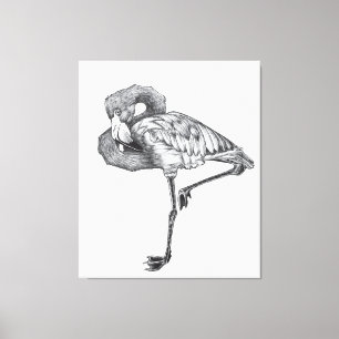 Toile Croquis Flamant rose BW américain   Flamant rose d