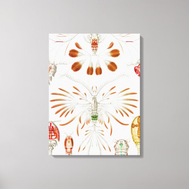 Toile Crustacés de la vie marine, Copépodes par Ernst Ha (Recto)