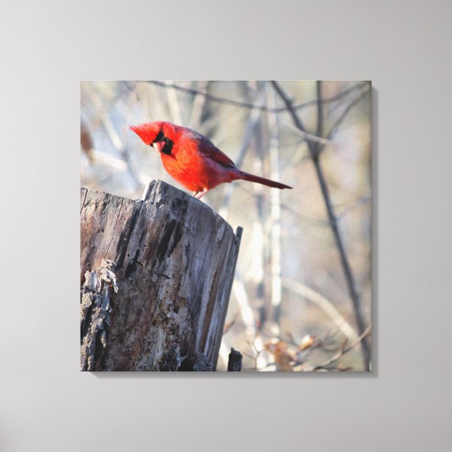 Toile Curieux cardinal (Recto)