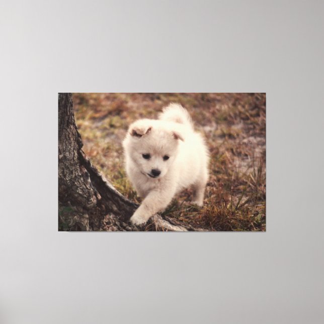 Toile Cute Adorable Fluffy Snowball Chien Chien Chien To (Recto)