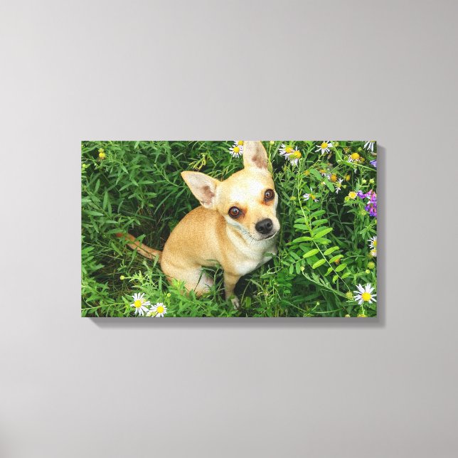 Toile Cute Chihuahua dans prairie herbeuse (Recto)